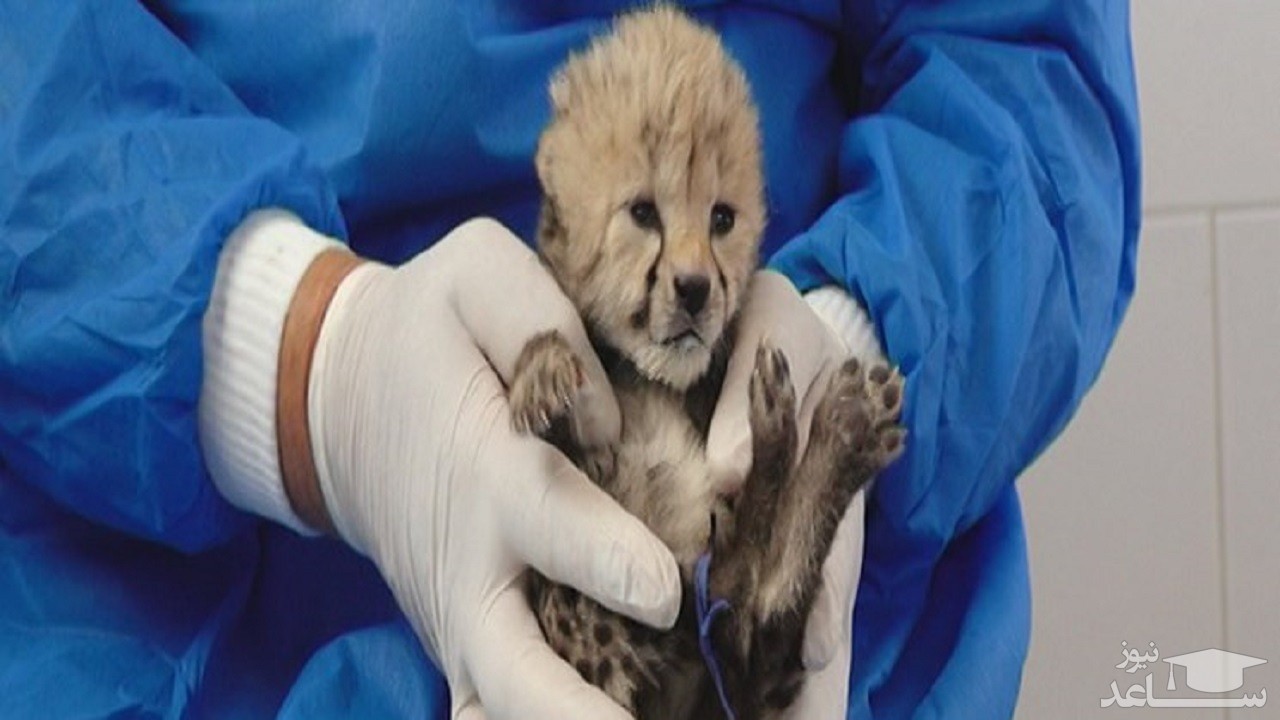 اولین تصویر توله‌ یوزپلنگ سوم در تهران +فیلم