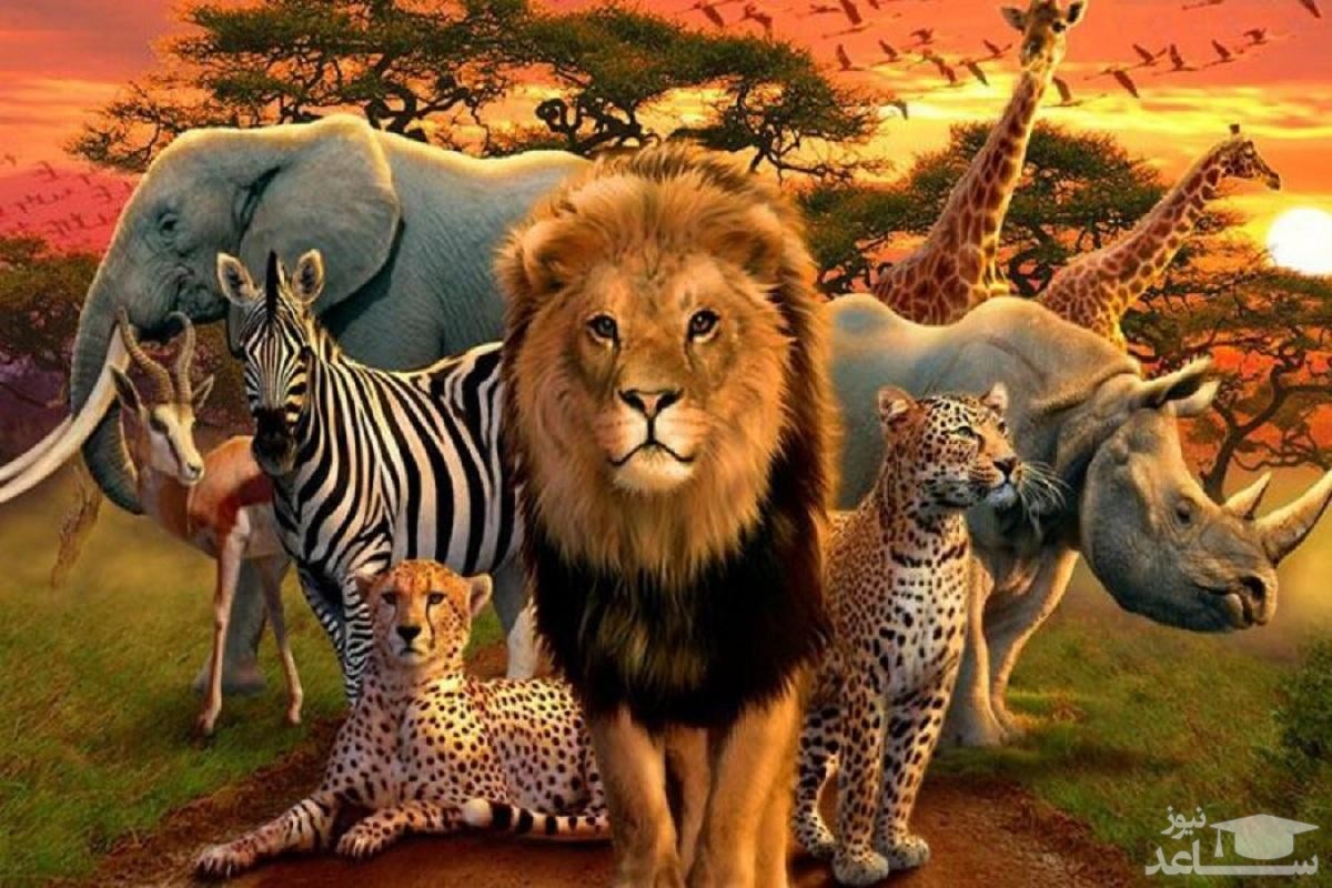 گورخر‌های بی‌خط و کلاغ‌های کینه‌ای