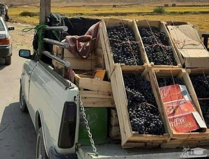 (عکس) انگور مخصوص اون جریان در قزوین!