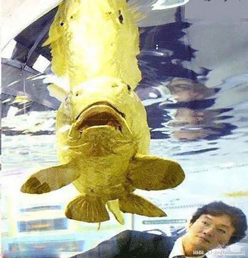 ماهی شگفت‌انگیز با بدنی از جنس طلای ۲۴ عیار