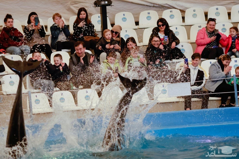 آوارگان جنگی اوکراین که از شهر جنگ زده "خرسون" به شهر بندری "اودسا " اوکراین منتقل شده اند، در حال تماشای نمایش دلفین ها در هتلی که در آن اسکان داده شده اند./ رویترز