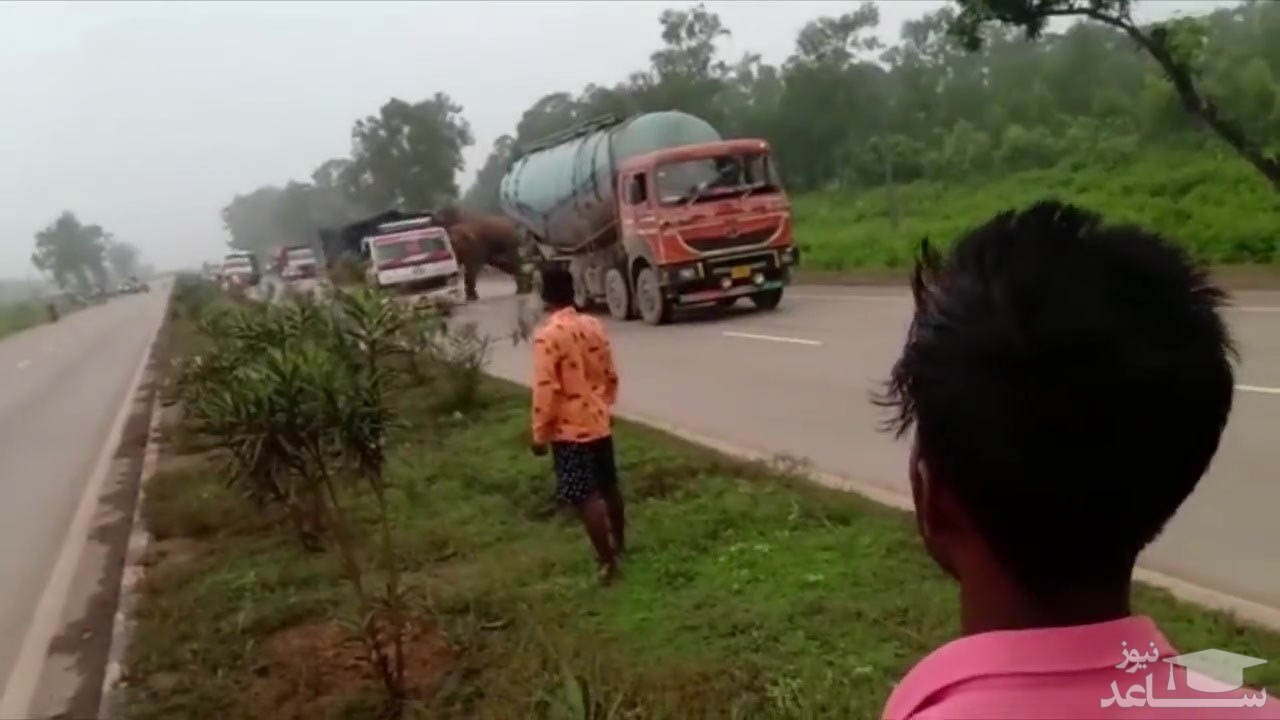 (فیلم) حمله فیل به کامیونت در وسط جاده