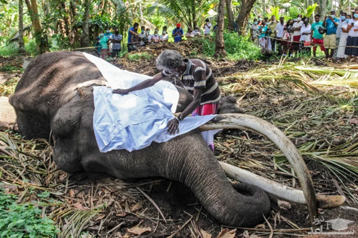 برگزاری آیین ویژه تشییع برای یک فیل تلف شده در سریلانکا
