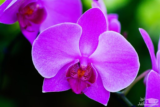 ارکیده وحشی