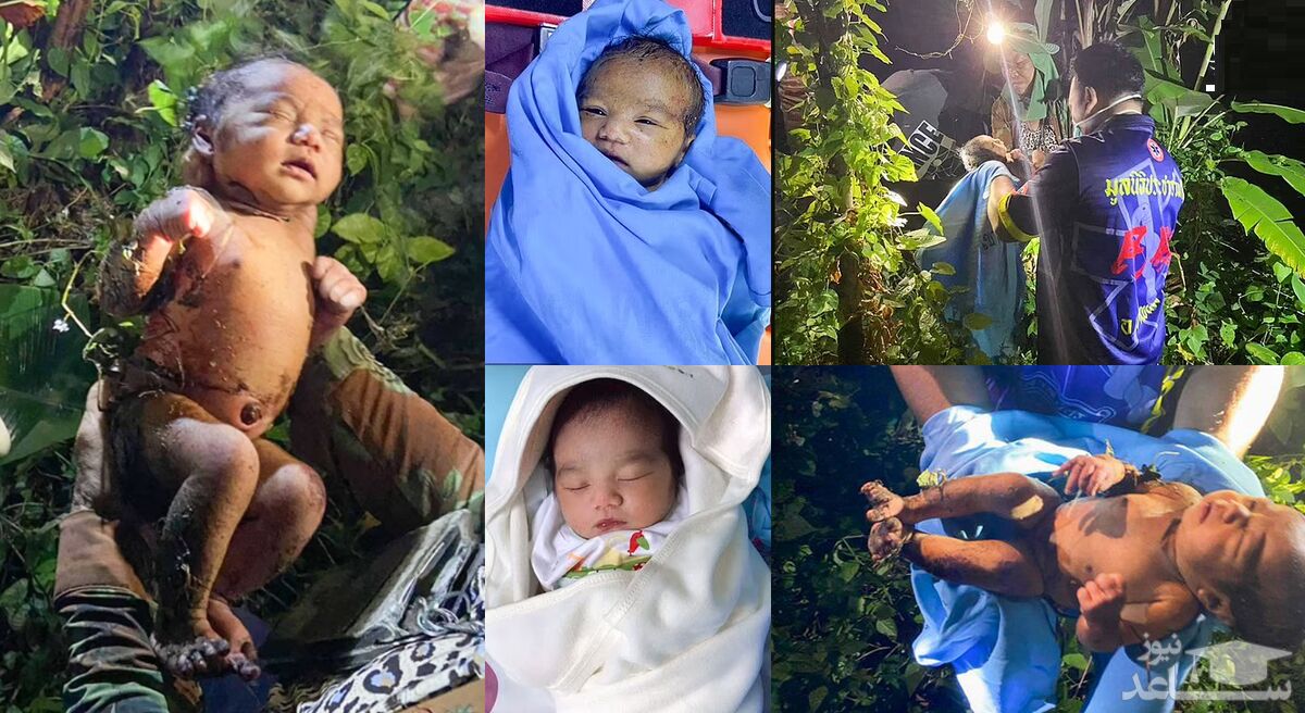نوزاد رها شده در جنگل پس دو روز از بین بوته ها پیدا شد +فیلم