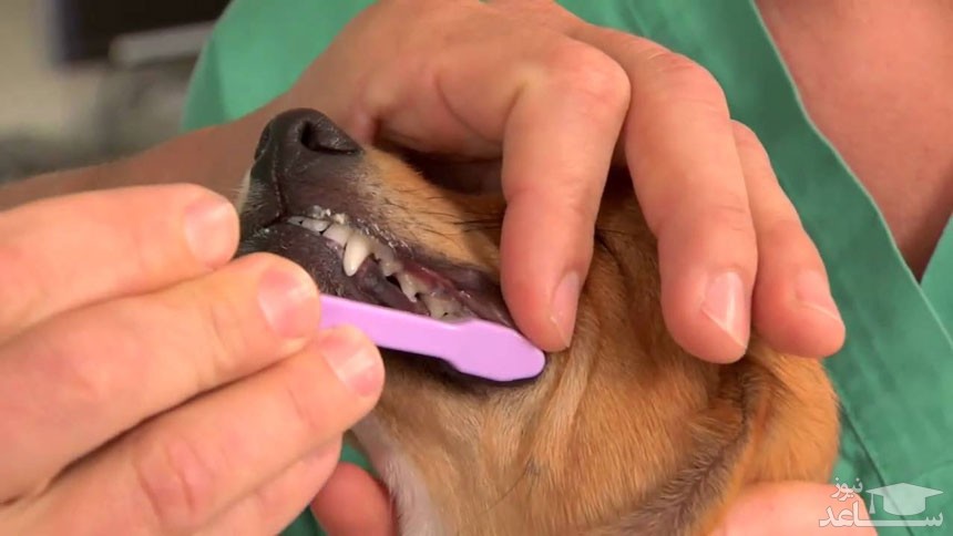دندان سگ