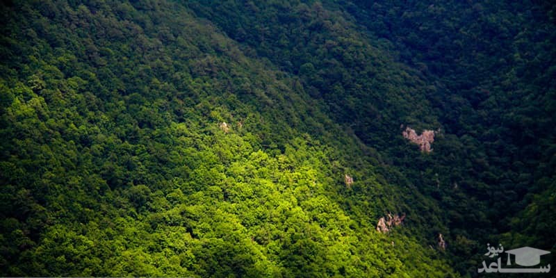 آشنایی با زیبایی های جنگل ابر شاهرود