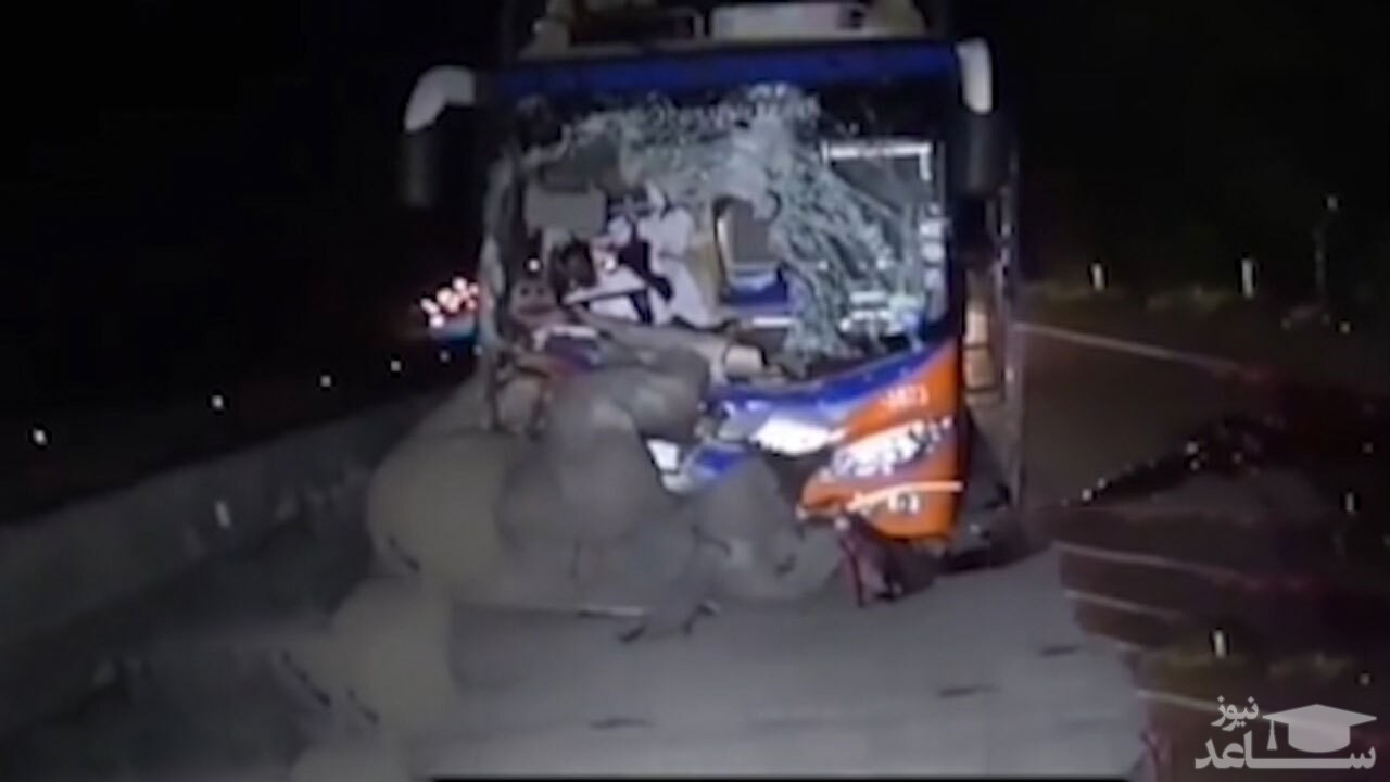 (فیلم)لحظه تصادف شدید فیل با اتوبوس 