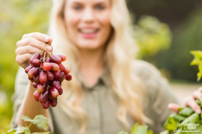 خواص بی نظیر انگور برای مو