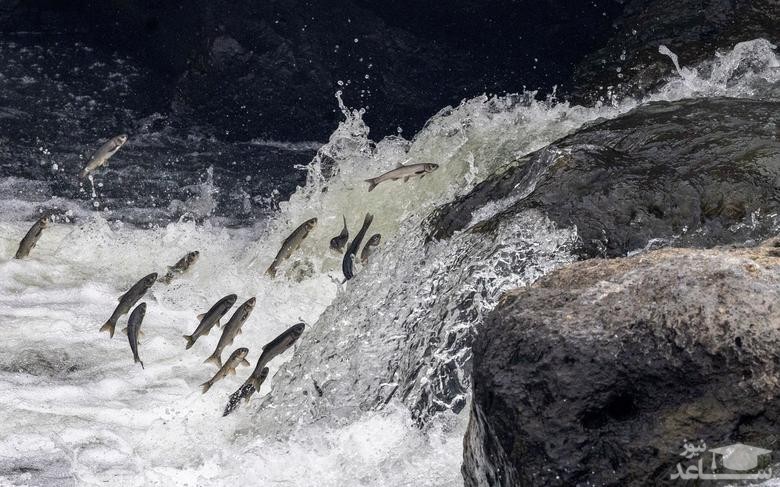 ماهی های کفال مرواریدی - یک گونه ماهی بومی – در حال شنا کردن در خلاف مسیر آب رودخانه ای که به دریاچه وان ترکیه می ریزد./ خبرگزاری آناتولی