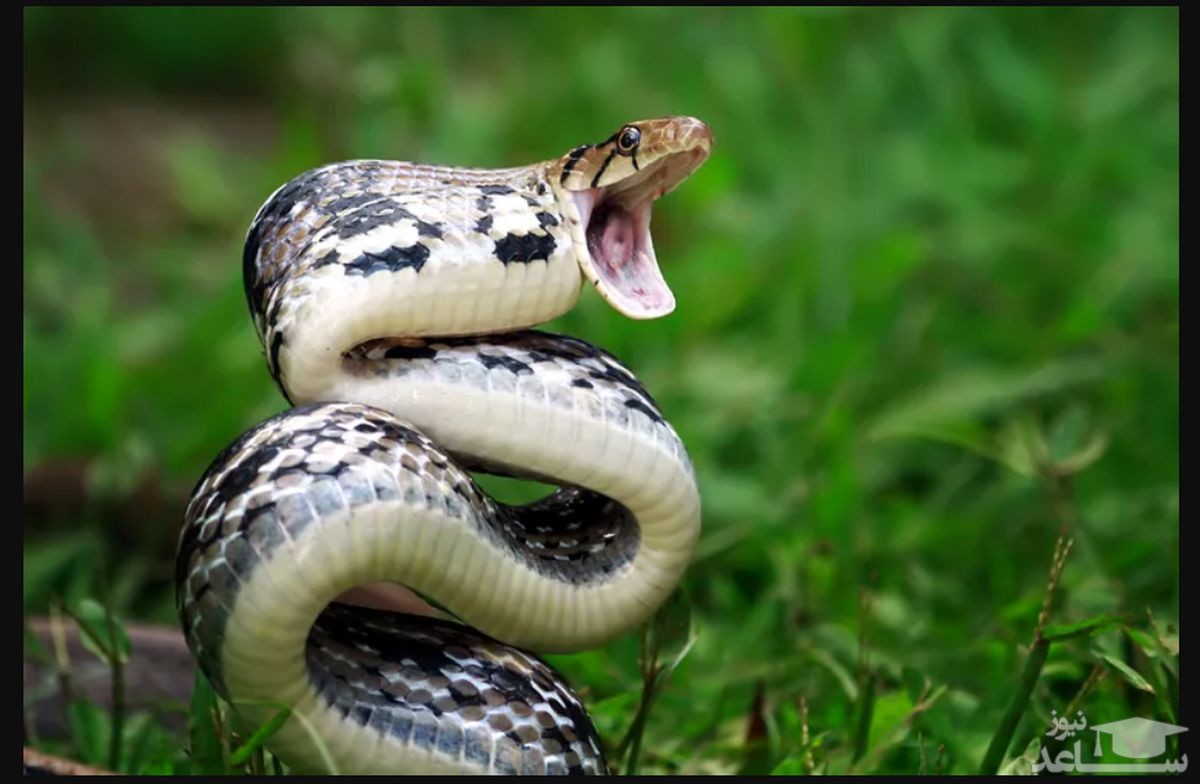 ببینید| حمله شوکه کننده مار گرسنه به جوجه پرنده کمیاب