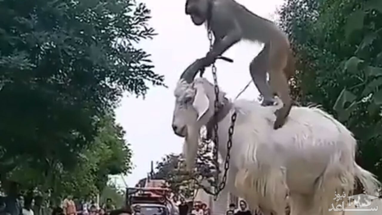 (فیلم) نمایش میله میمون و بز
