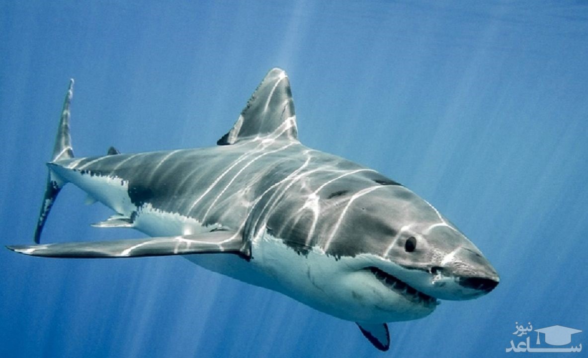 (فیلم) فیلم لحظه حمله کوسه به مرد آلمانی