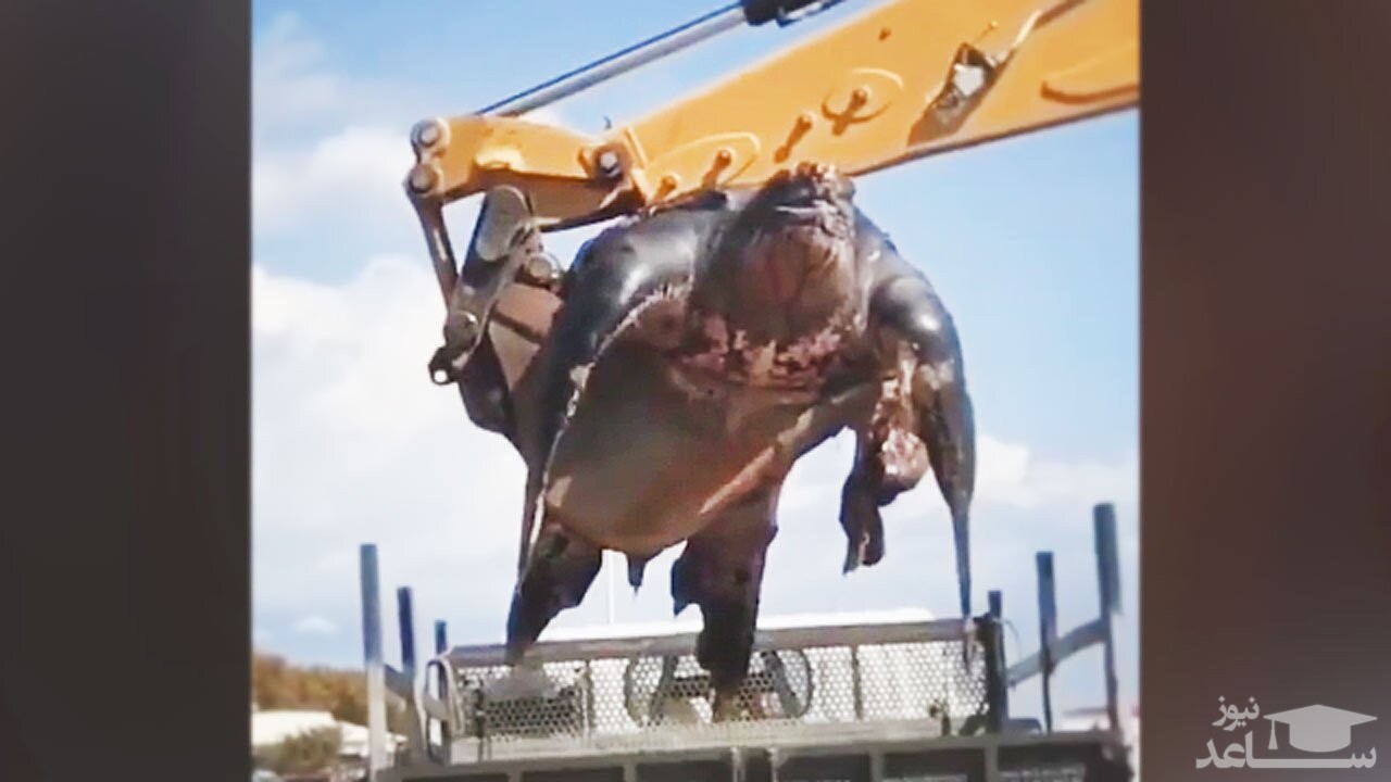(فیلم) حمل بزرگترین لاک پشت جهان با جرثقیل