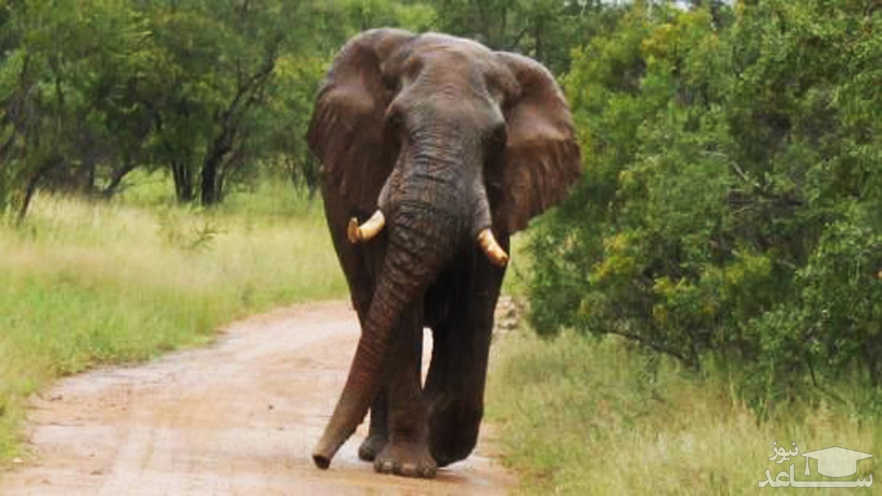 (فیلم) حمله وحشتناک فیل خشمگین به خودروی گردشگران 