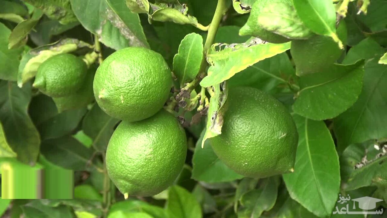 (عکس) برداشت طلای سبز در هرمزگان