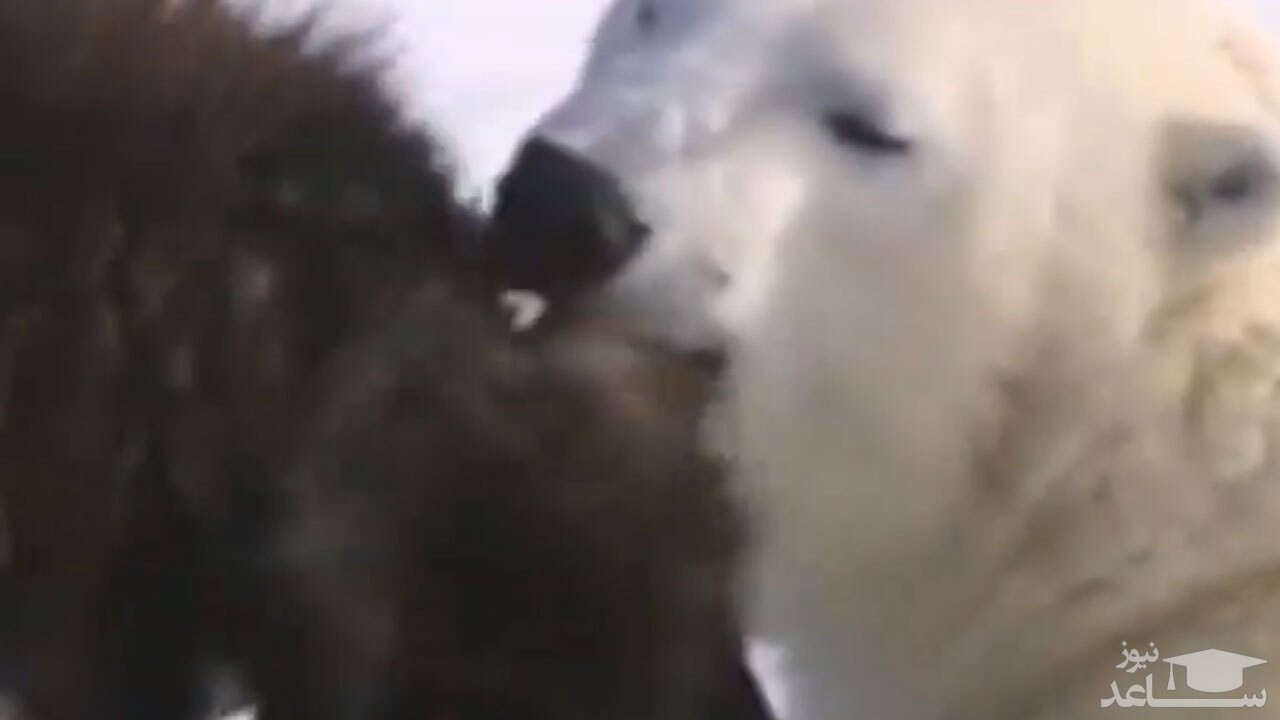 (فیلم) رابطه نزدیک خرس‌های قطبی با سگ‌های نگهبان