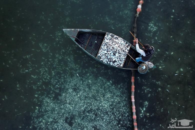 تلف شدن دهها هزار ماهی یک مزرعه پرورش ماهی در یونان به دلیل سرمای هوا/ رویترز
