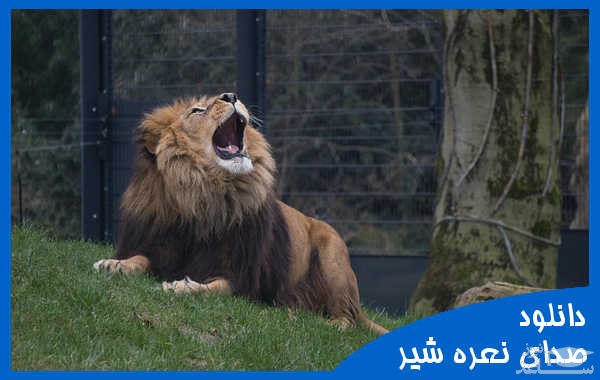 دانلود آهنگ نعره یا غرش شیر 3 از افکت صوتی انسان و موجودات زنده