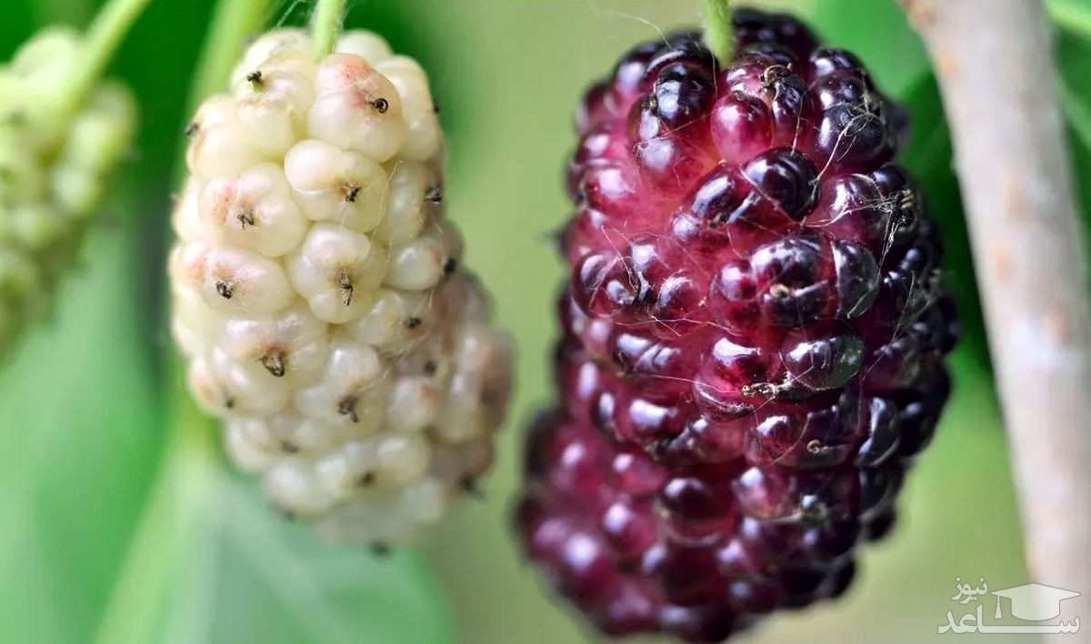 توت سیاه و سفید