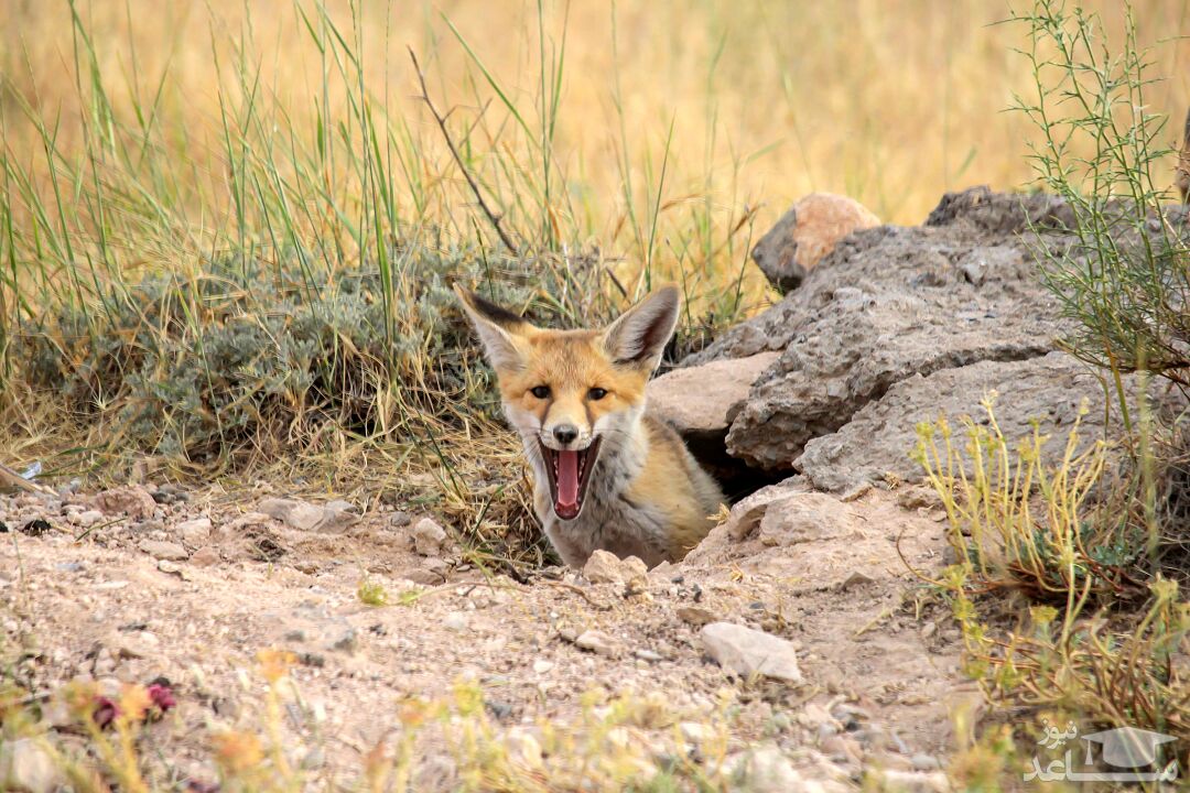 ویدیوی جنجالی از صحبت کردن مرد روستایی با روباهی که مرغ و خروس هایش را خورده است