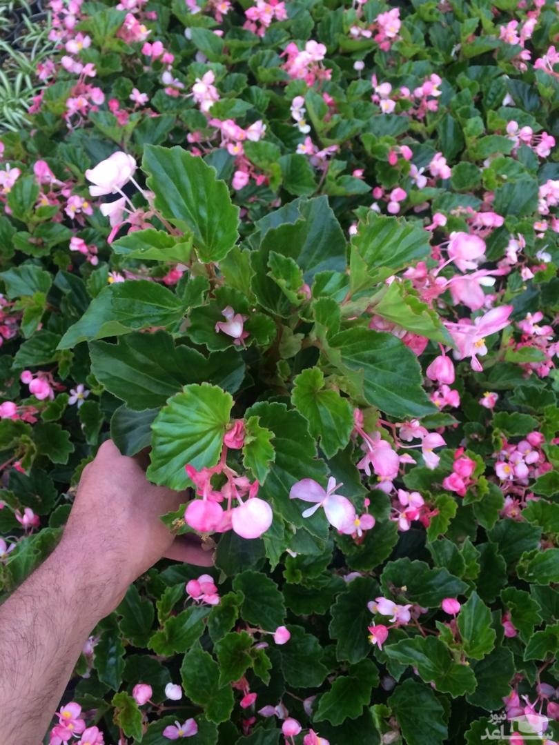 گیاه بگونیا