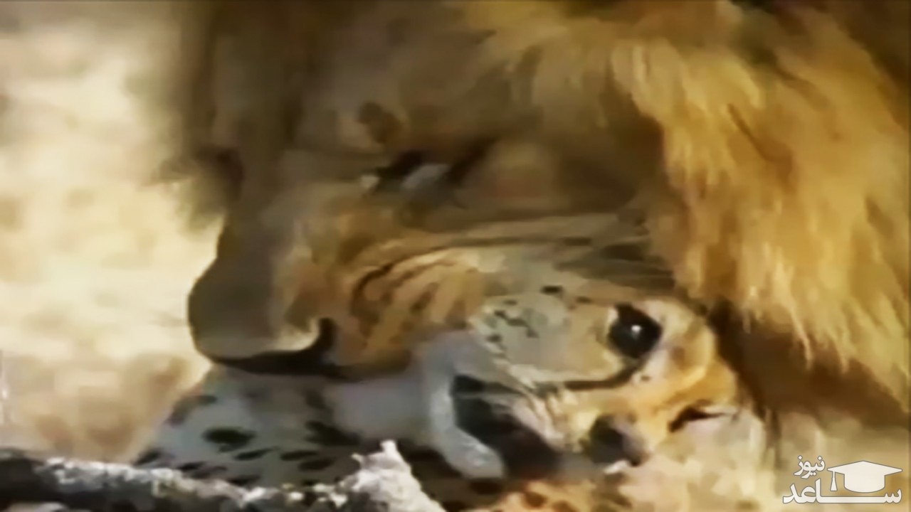 (فیلم) حمله میخکوب کننده ۲ شیر به یک یوز‌پلنگ