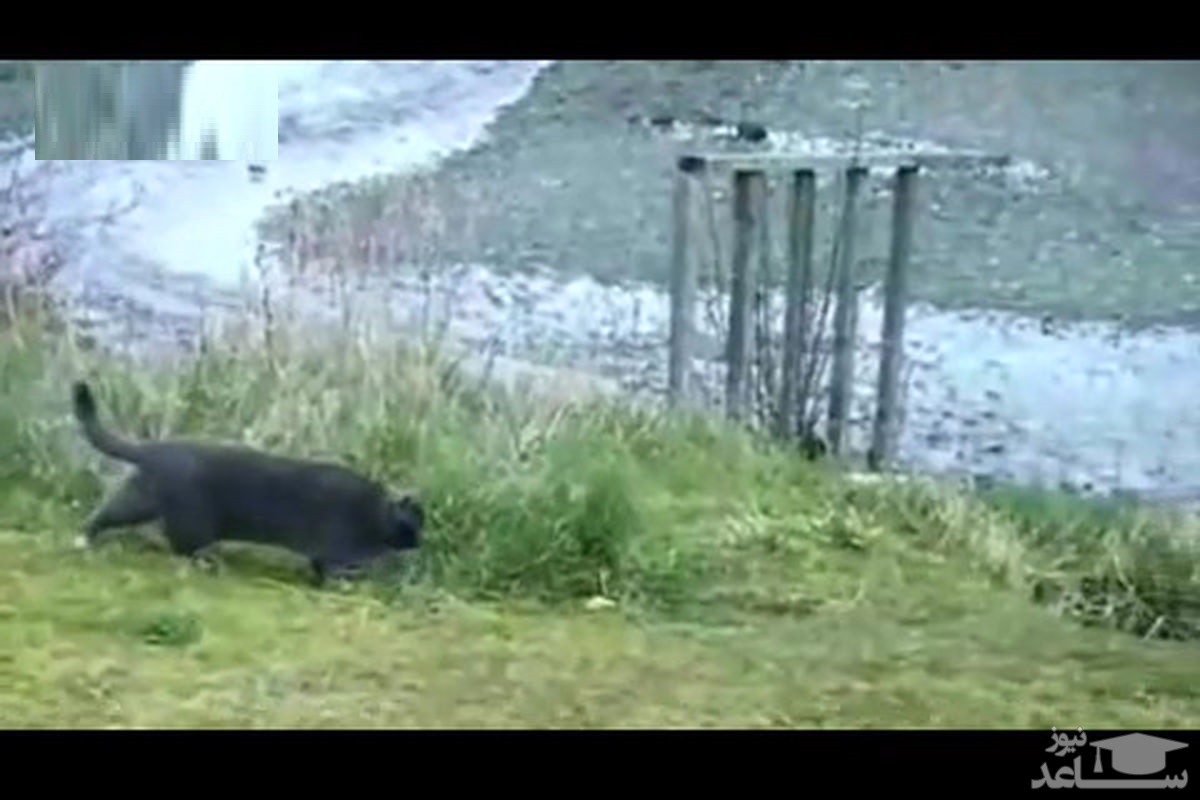 (فیلم) تلاش خنده‌دار یک گربه برای دزدی از عقاب