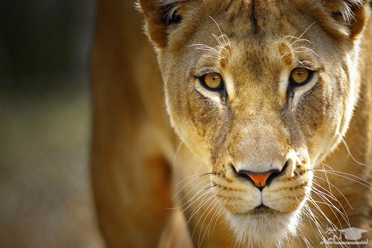 (فیلم) فرار یک دوچرخه سوار به همراه حیوانات از دست شیر سرگردان در شهر