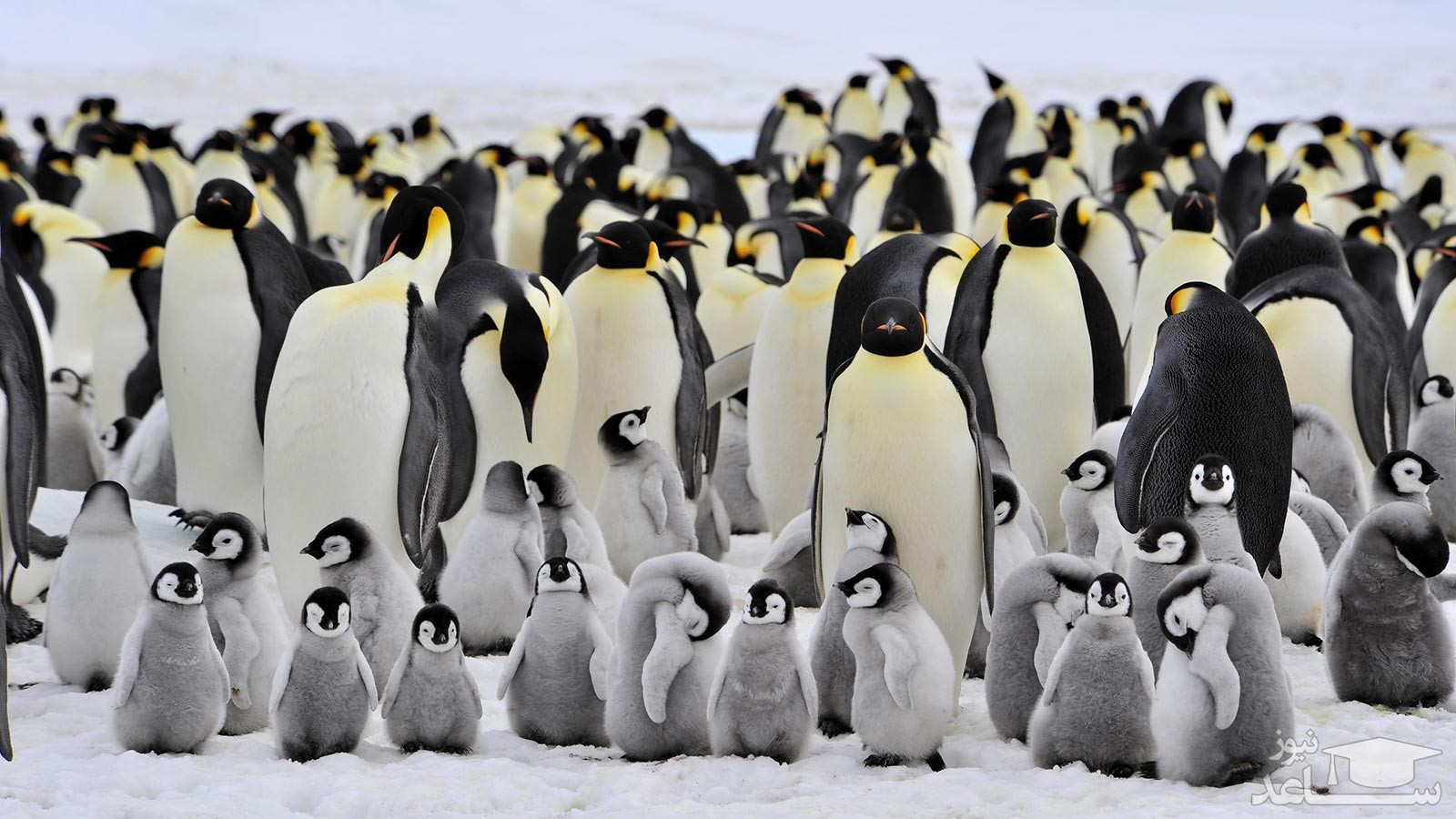 تصاویر دیدنی از تنها ترین پنگوئن زرد دنیا