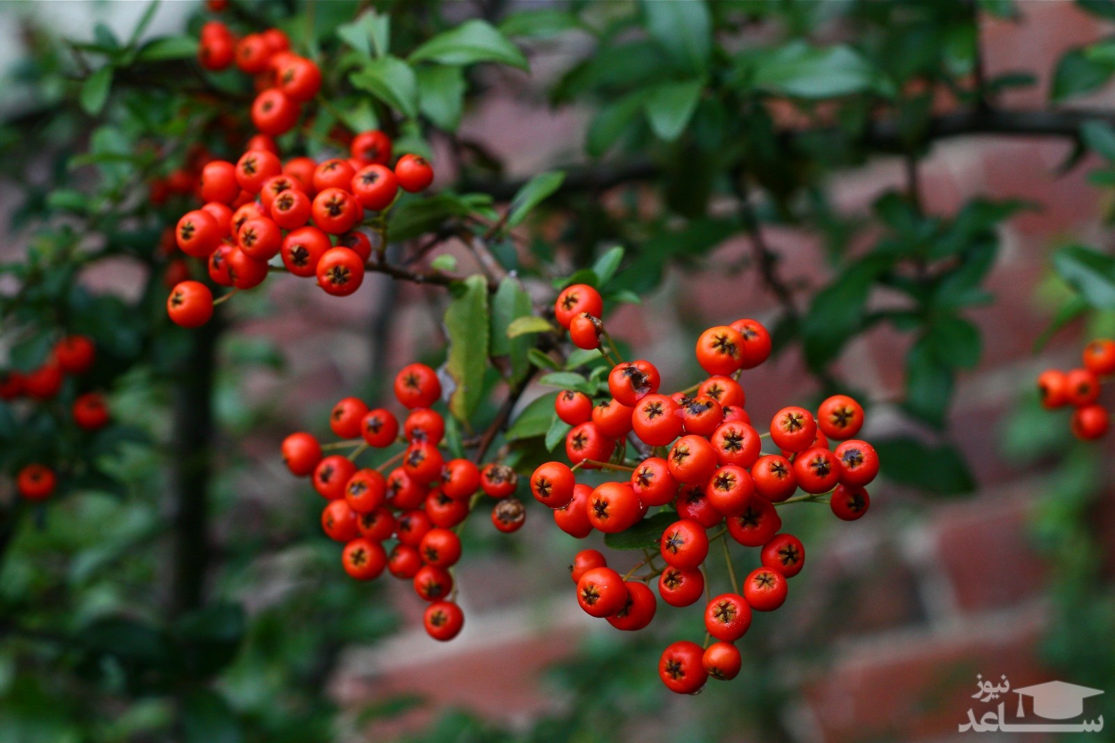 شرایط نگهداری و تکثیر گیاه پیراکانتا