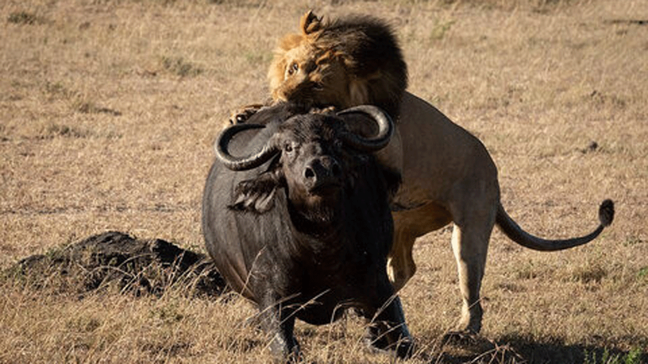 (فیلم) شکار بوفالو مقابل چشمان توریست‌ها