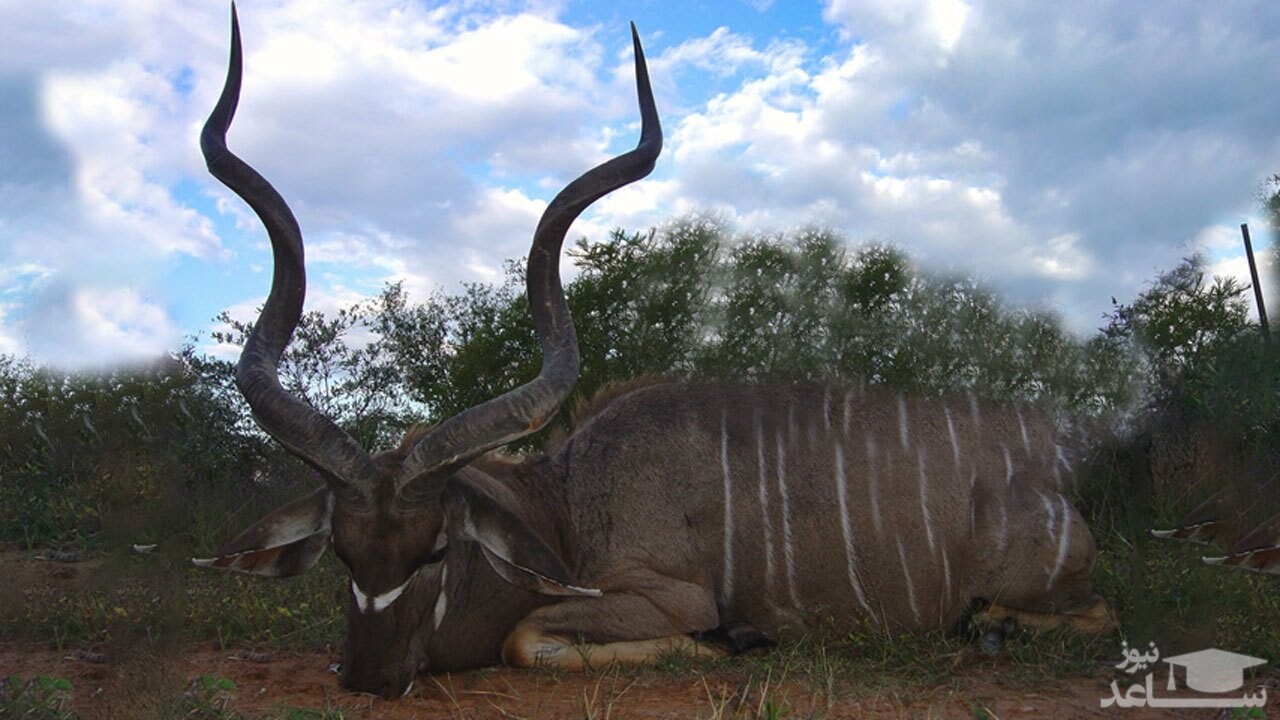 (فیلم) شکار تماشایی یک کودو بزرگ توسط شیر