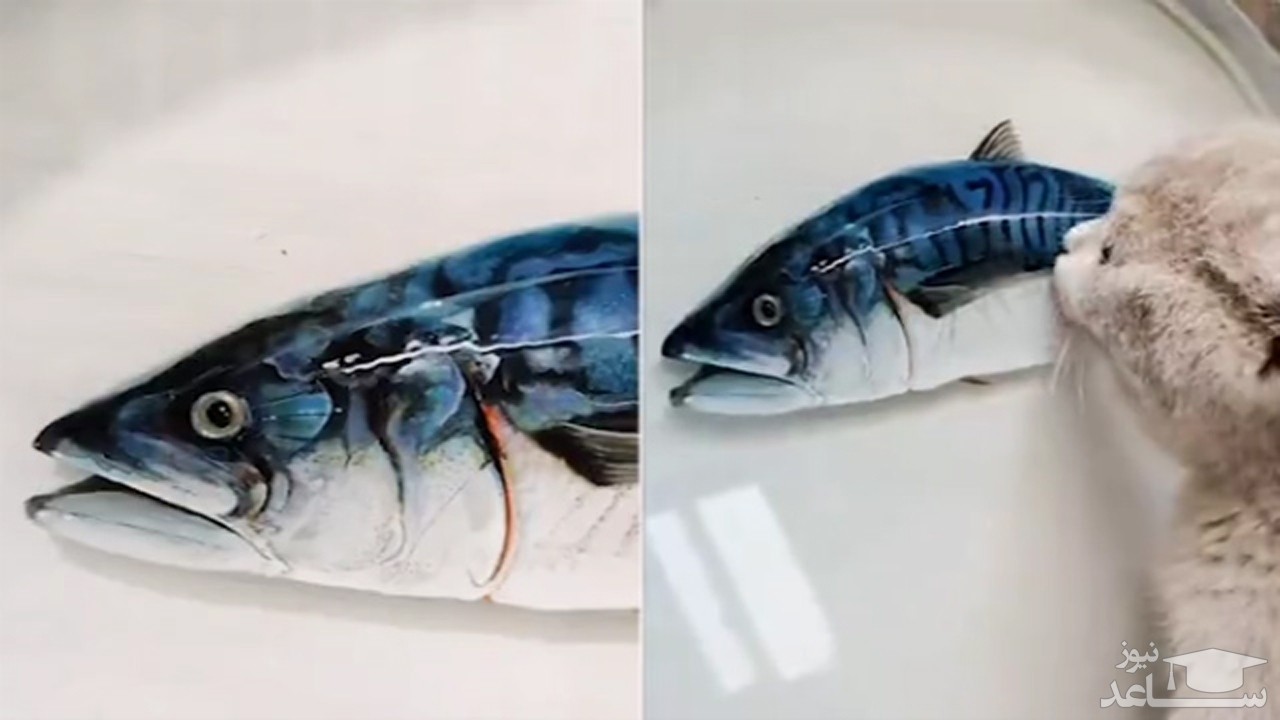 (فیلم) واکنش جالب یک گربه به ماهی سه بعدی