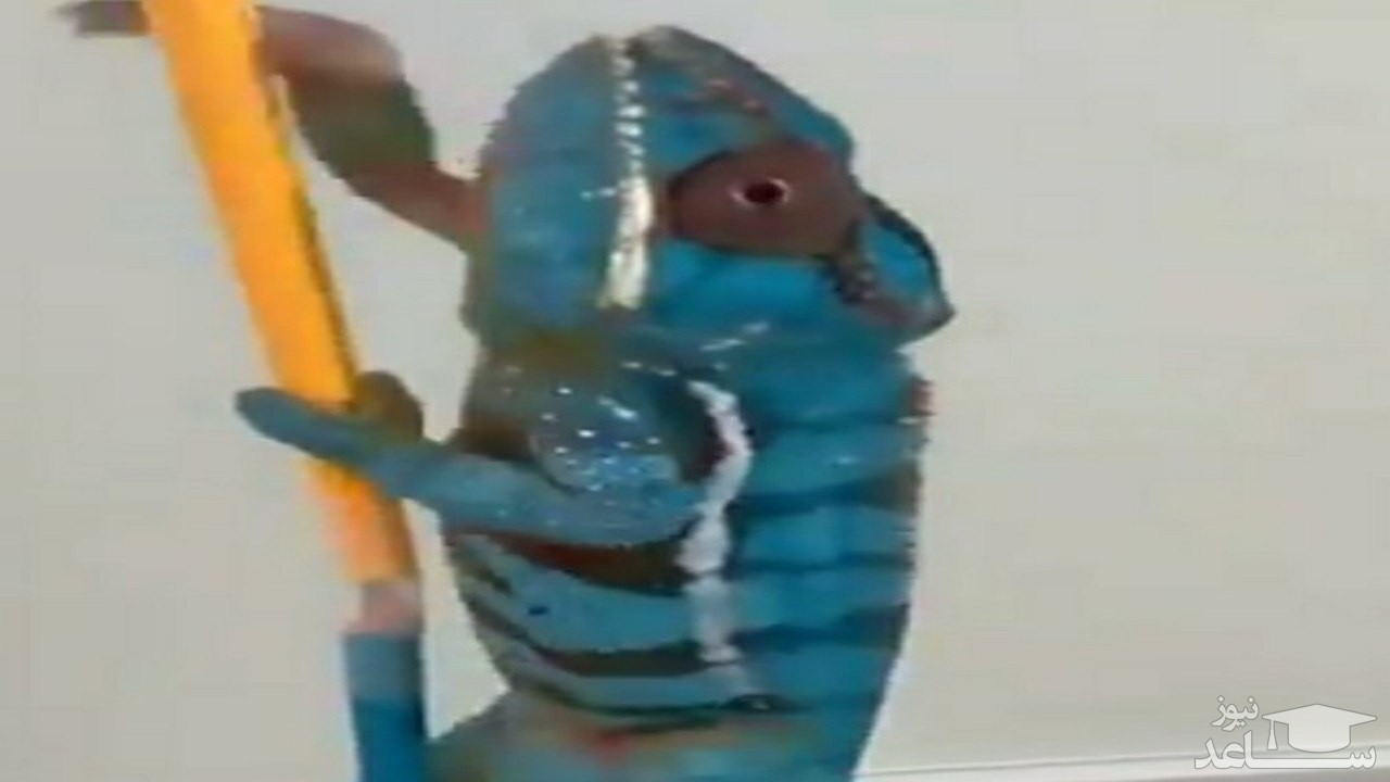 تغییر رنگ خیره کننده یک آفتاب پرست در چند ثانیه