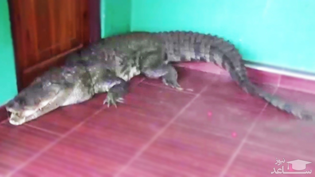 (فیلم) به دام انداختن  جالب کروکودیل غول پیکر هنگام ورود به یک خانه