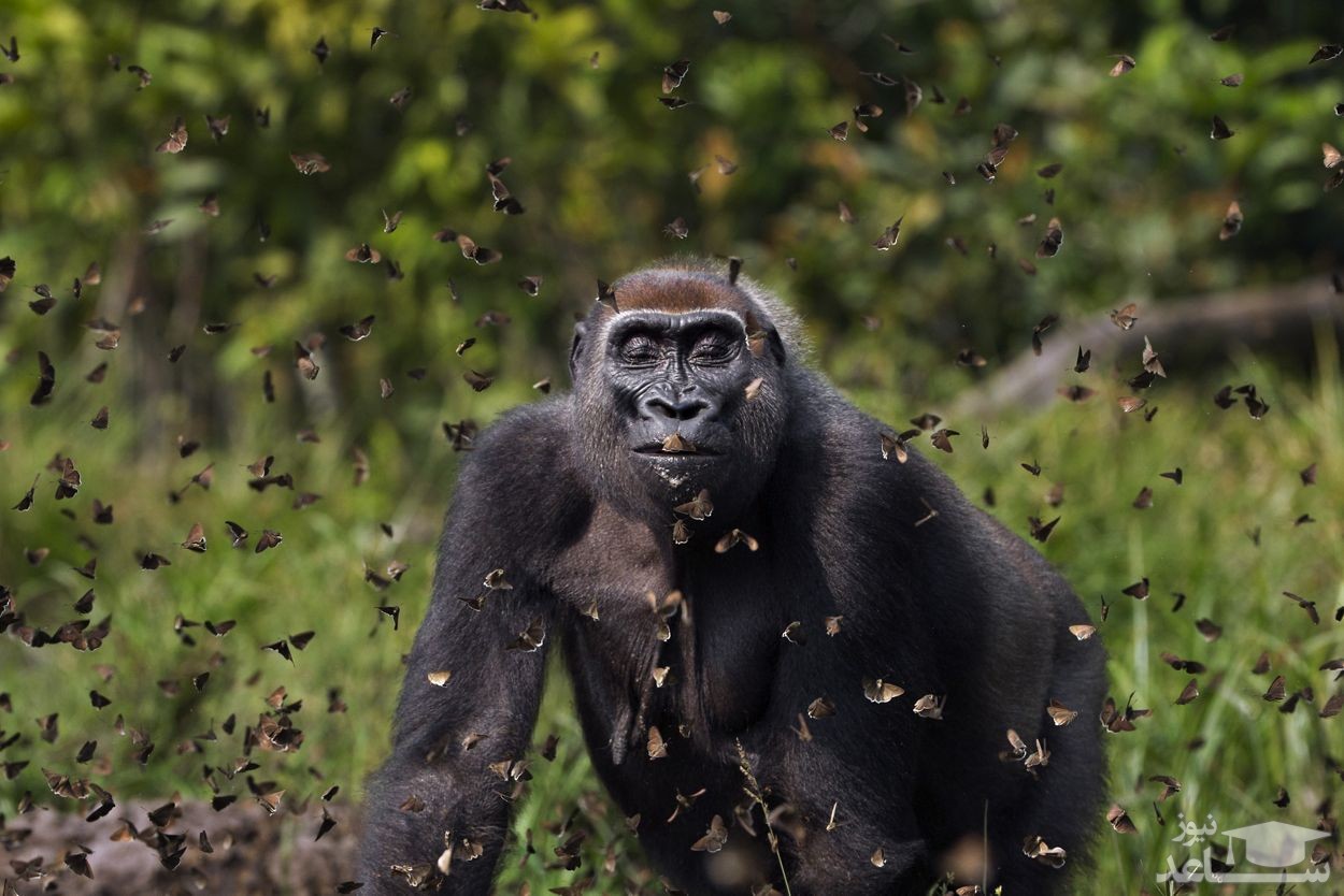 (فیلم) کلیپی پربازدید از یک فرار ناموفق!