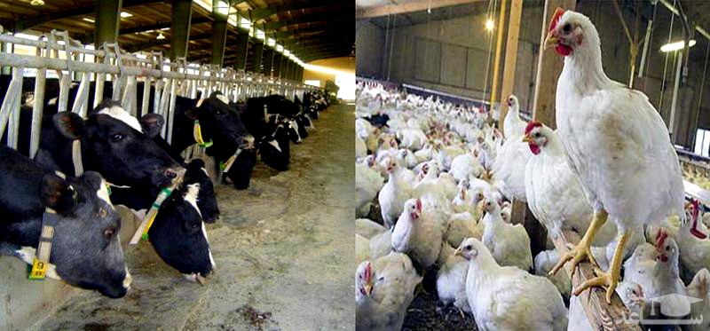 قیمت دام زنده تا ۴۰هزار تومان افزایش یافته است