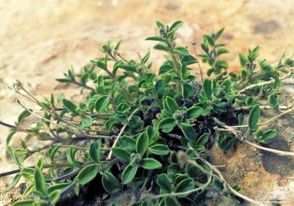 تعبیر خواب آویشن