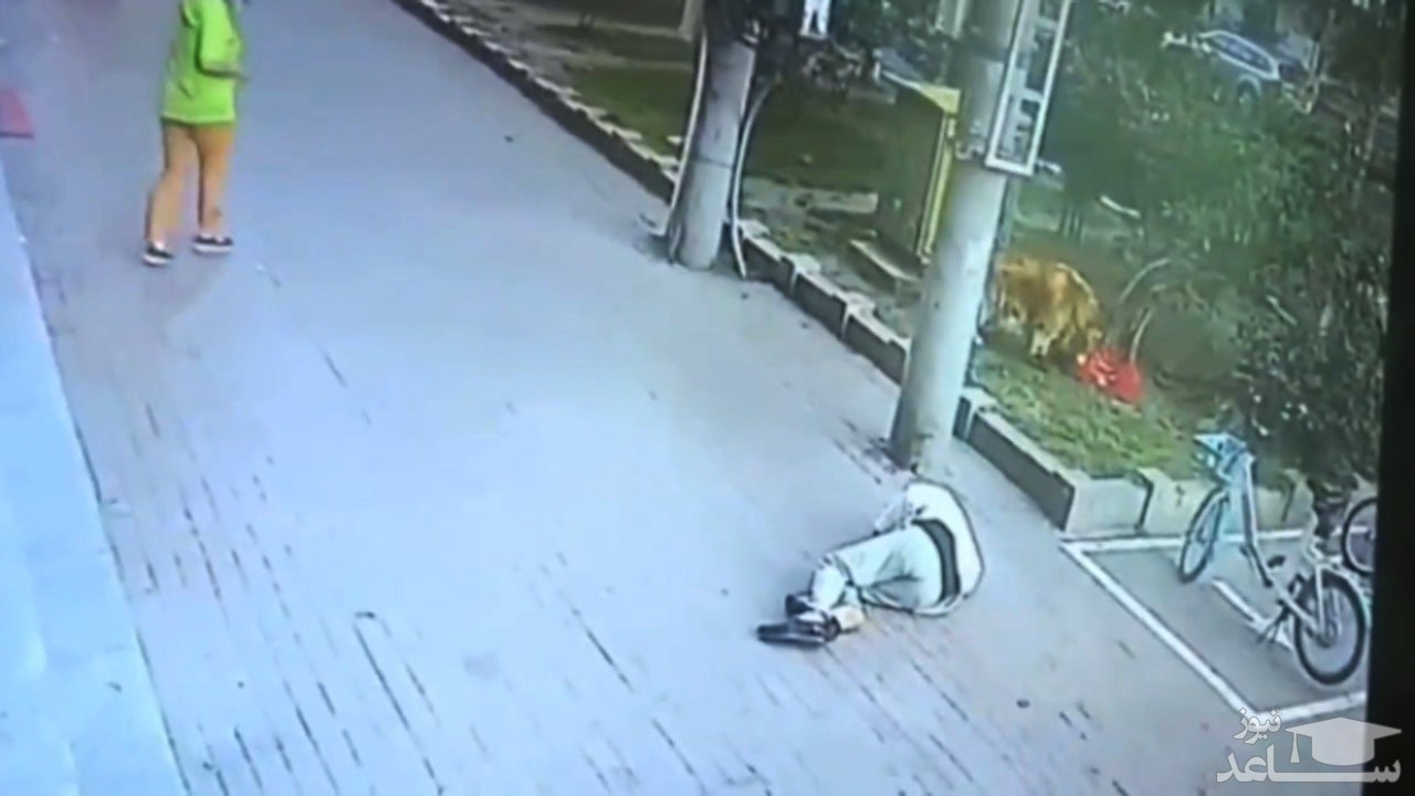 (فیلم) بیهوش شدن یک مرد پس از سقوط گربه از آپارتمان