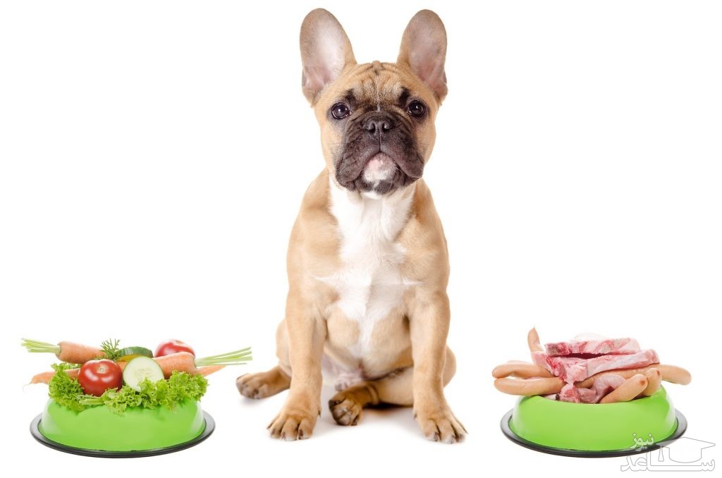 سبزیجات مفید و مضر برای سگ ها