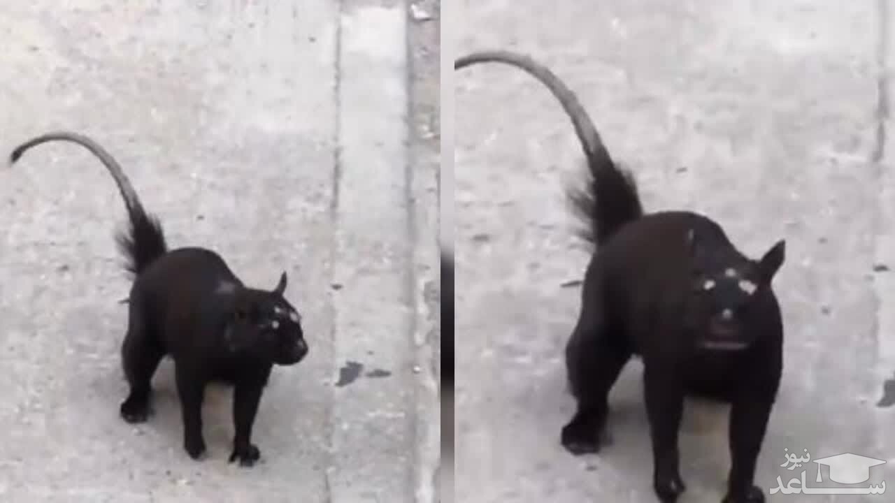 پرسه زدن موجود عجیب الخلقه در خیابان فضای مجازی را به هم ریخت! +فیلم