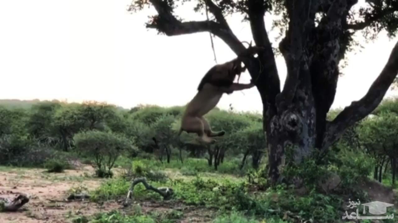 (فیلم) آویزان شدن شیرها از درخت برای خوردن شکار پلنگ!