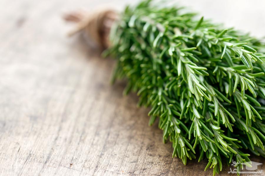 آشنایی با خاصیت درمانی رزماری