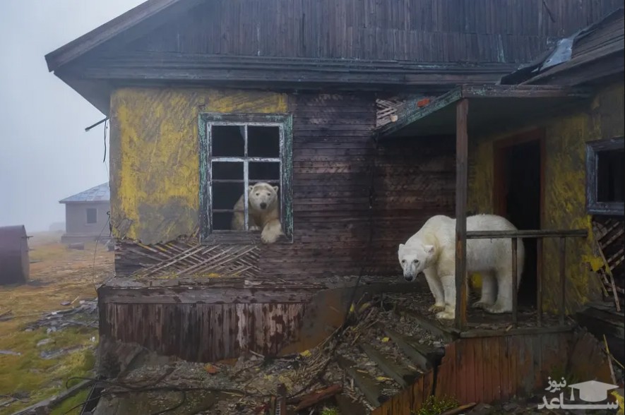 ورود خرس های قطبی به کلبه ای متروکه در منطقه قطبی شرق دور روسیه/ گاردین