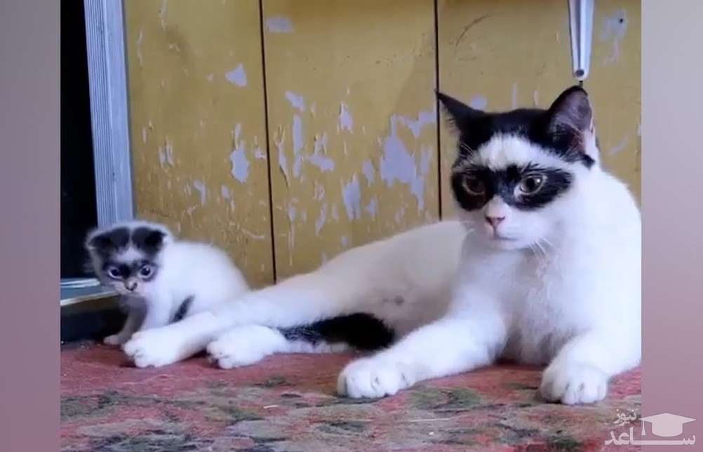 (فیلم) دو گربه با شکل و شمایل زورو!
