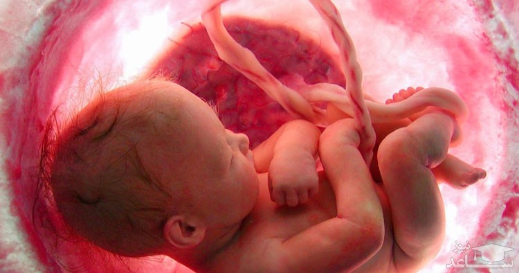 واقعیات عجیب در مورد جنین داخل شکم مادر