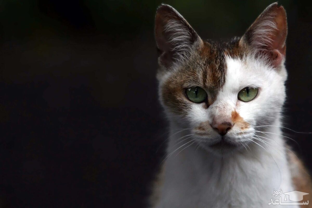 علل و علائم آبسه گربه و روش های درمان