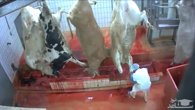 (فیلم) رفتار بی رحمانه کارگران کشتارگاه با حیوانات هنگام ذبح