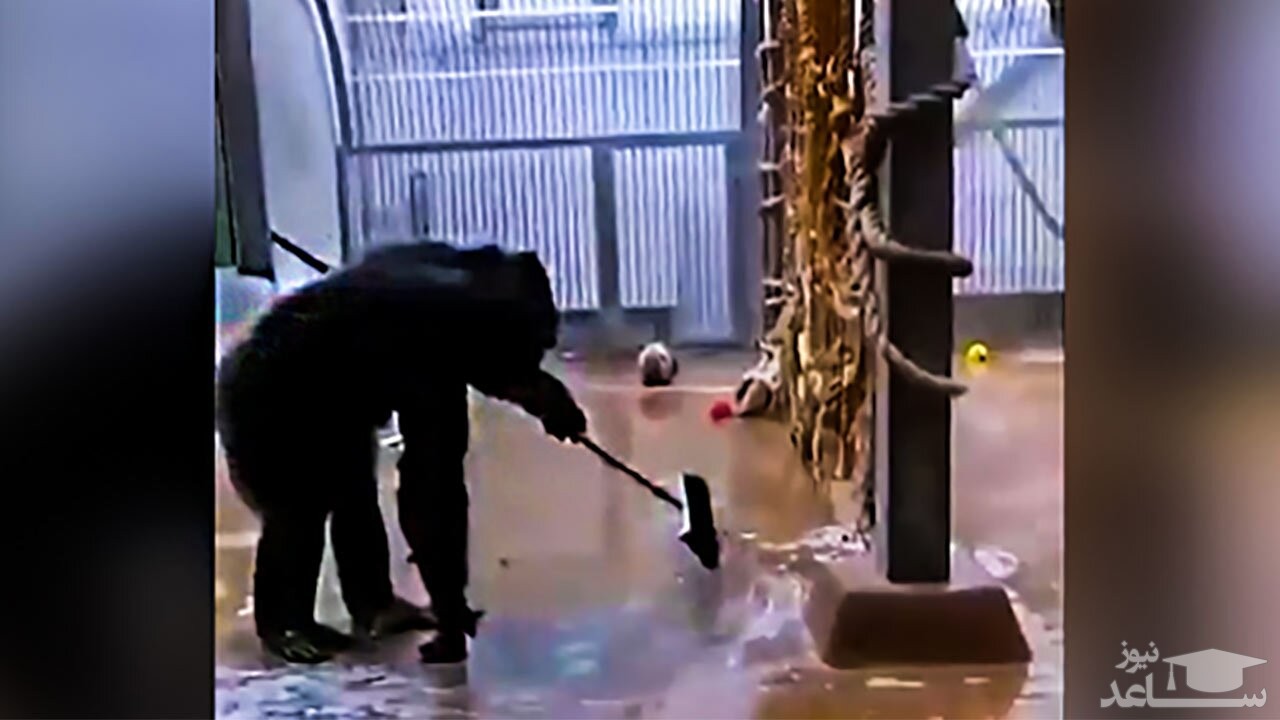 (فیلم) شامپانزه شگفت انگیزی که قفس خود را به طرز حرفه‌ای جارو می‌زند